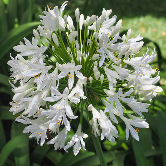 Agapanthus 'Africanus' - African Lily (White) 1.5L