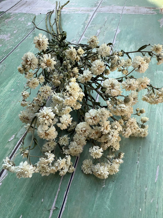Achillea 'Ballerina' Dried | White Double Yarrow