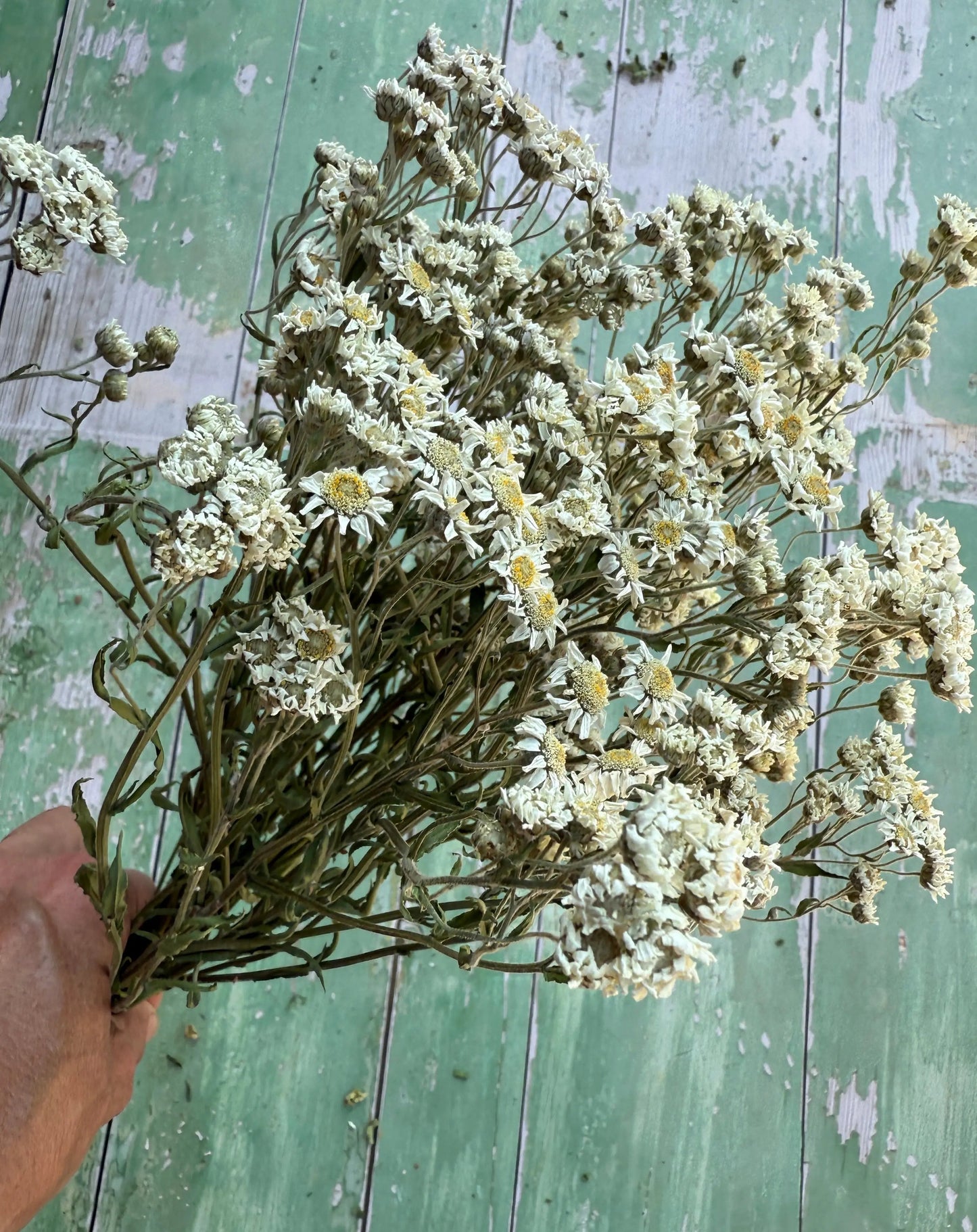 Achillea 'Ballerina' Dried | White Double Yarrow