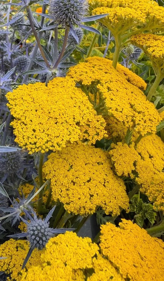 Achillea Cloth of Gold