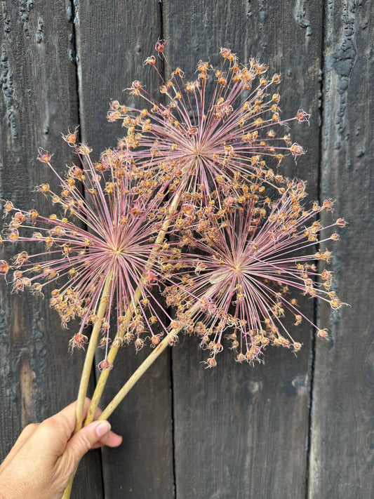 Alliums Dried (Seconds) | Half-Price Norfolk Cottage Alliums