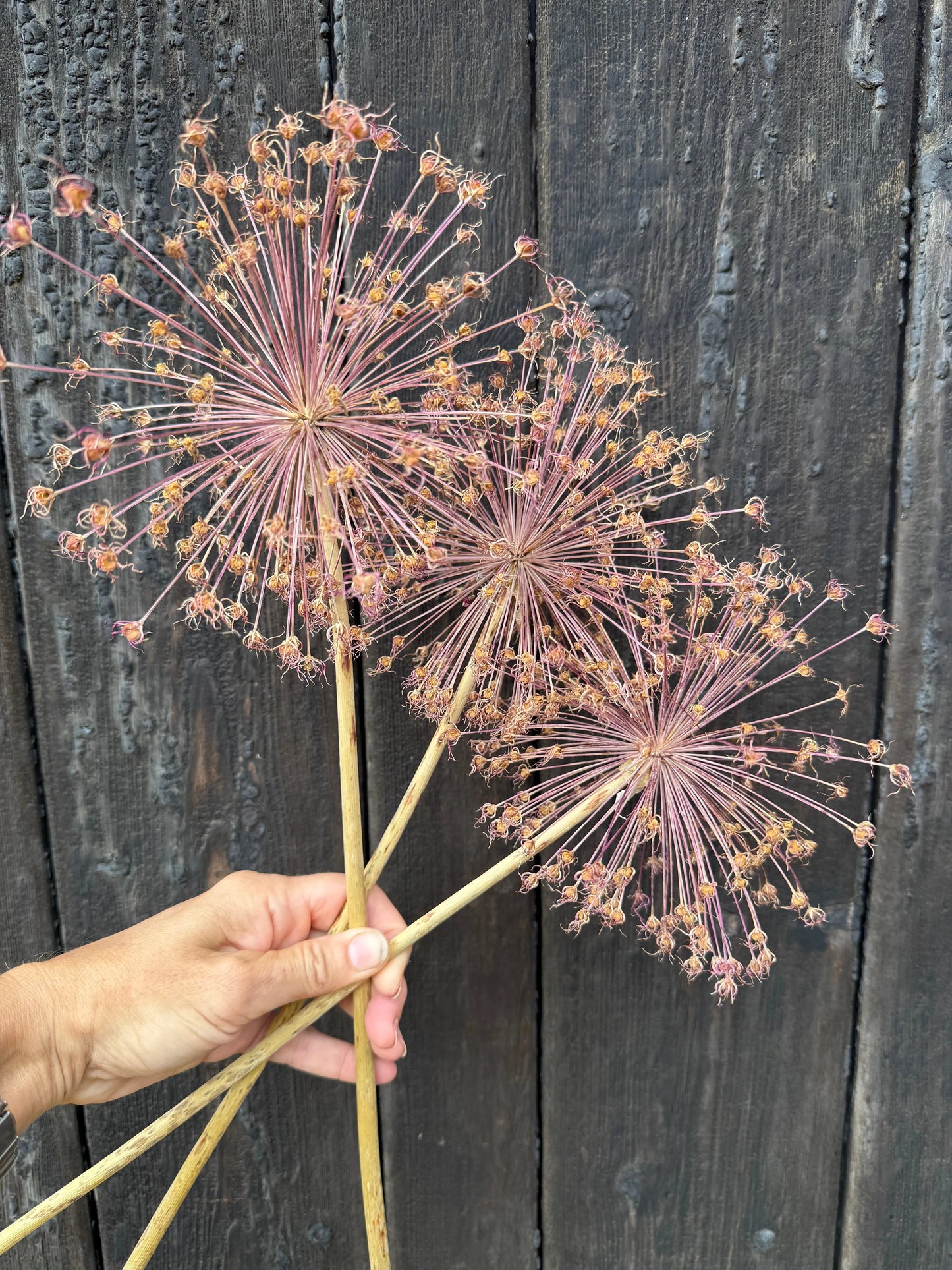 Alliums Dried (Seconds) | Half-Price Norfolk Cottage Alliums