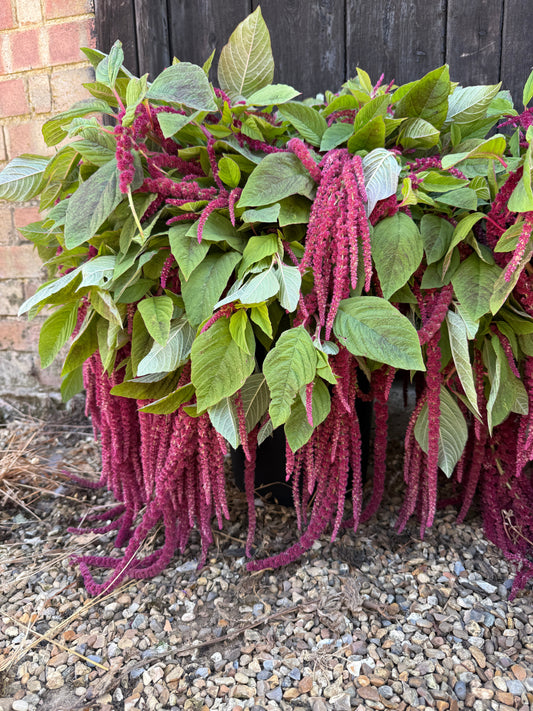 Amaranthus Red (Love-Lies-Bleeding)