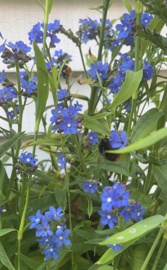 Anchusa Blue Angel