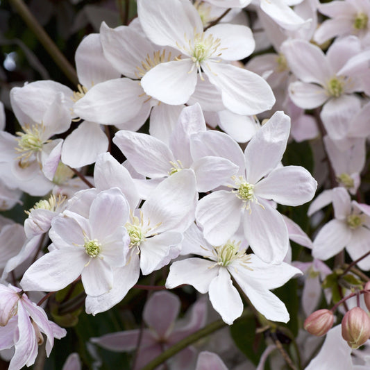 Clematis armandii 'Snowdrift' 100cm (Evergreen and Fragrant)