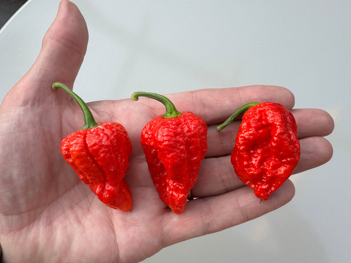 Bhutlah Red Chilli