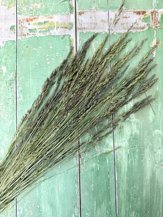 Blue Fescue Grass Dried