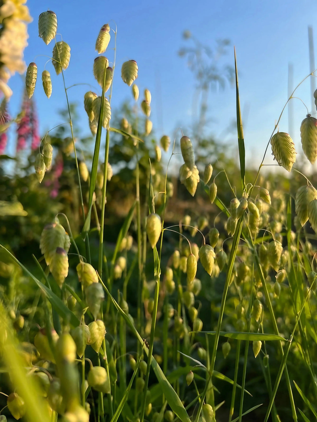 Briza Maxima - Quaking Grass