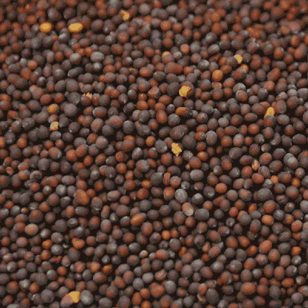Organic Brown Mustard Seeds