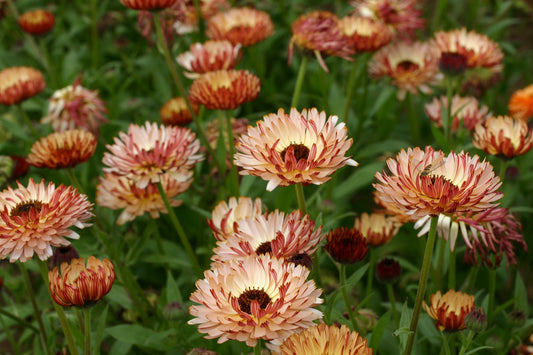 Calendula Bronzed Beauty