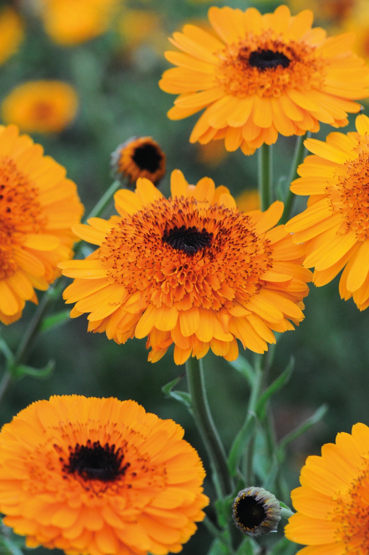 Calendula Crown Orange