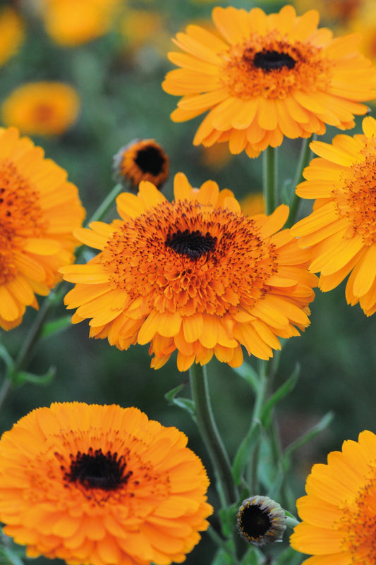 Calendula Crown Orange