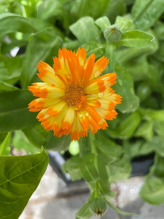 Calendula Oopsy Daisy