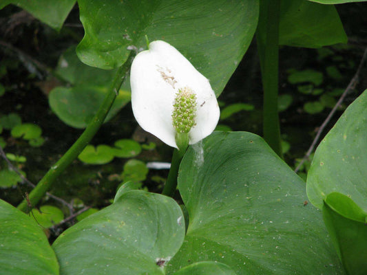 Calla palustris (Bog or Water arum) - Marginal Pond Plants - MP013