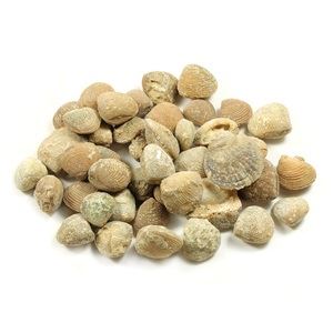 Bi-Valve Collectible Prehistoric Fossil