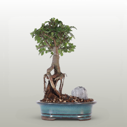 Chinese Elm (Ulmus Parvifolia) Bonsai Tree | Broom | In 16cm Pot | Great Gift