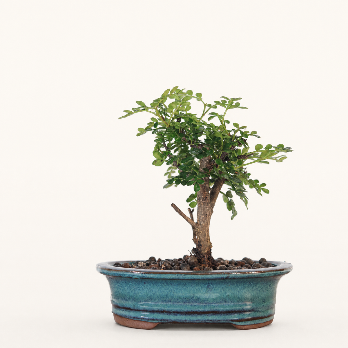 Chinese Pepper (Zanthoxylum Pipertum) Bonsai Tree | Broom | In 16cm Pot | Excellent Gift