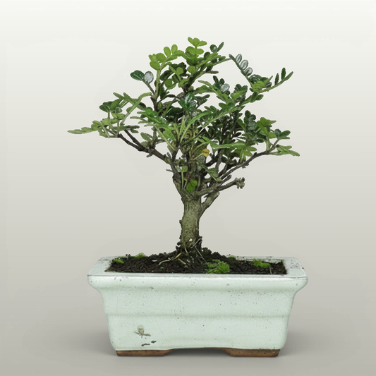 Chinese Pepper (Zanthoxylum Pipertum) Bonsai Tree | Broom | In 20cm Pot