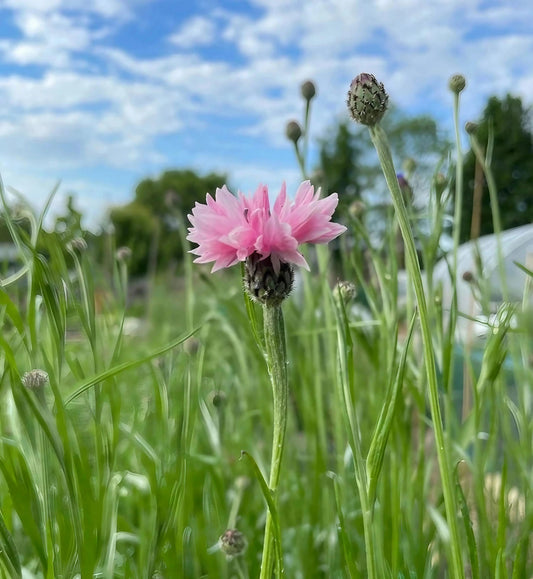 Cornflower Pink Ball