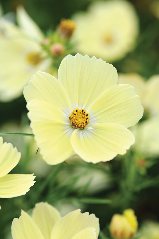 Cosmos Lemonade