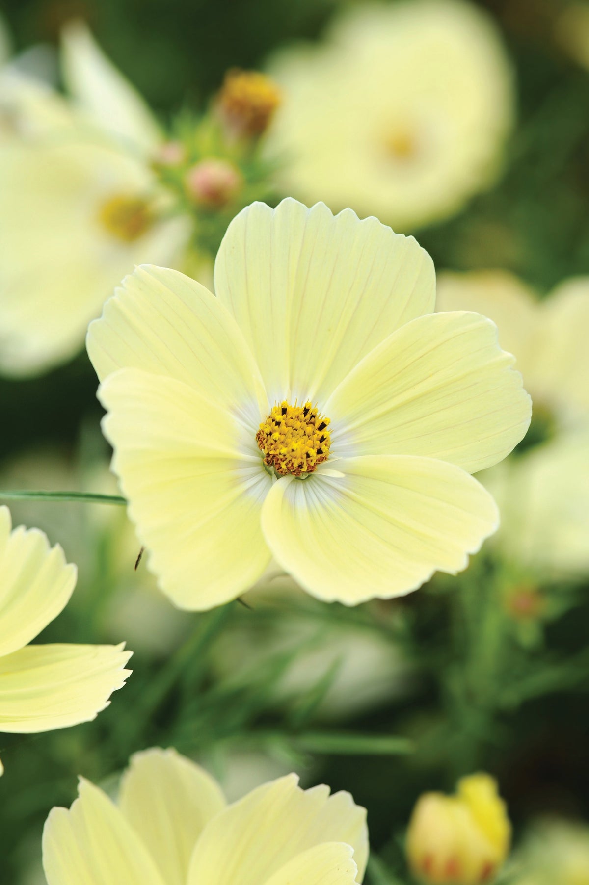 Cosmos Lemonade