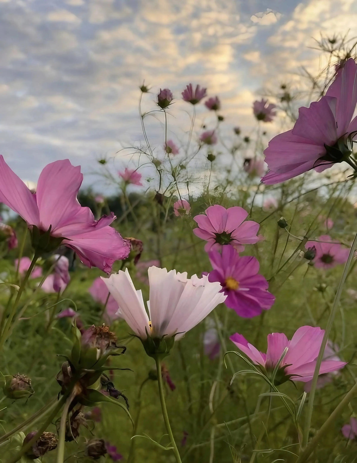 Cosmos Seashells Mixed