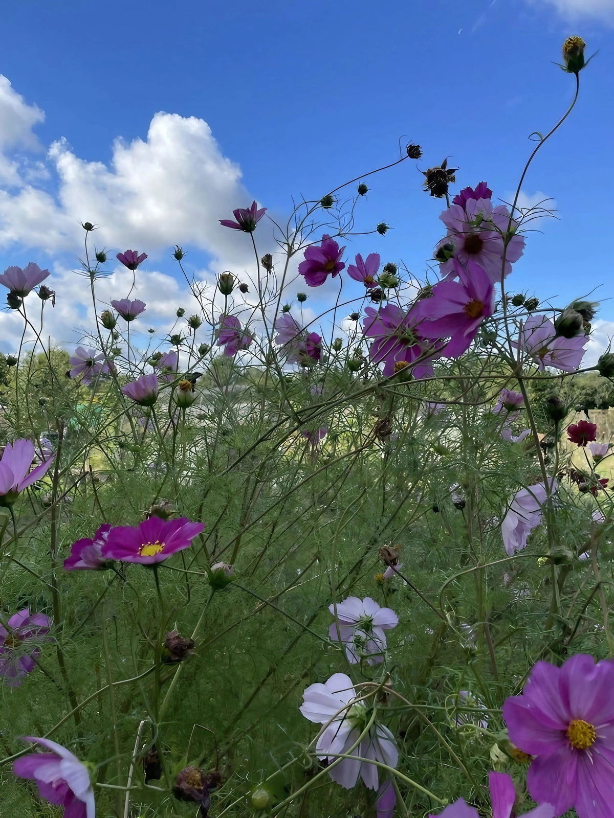Cosmos Sensation Mixed