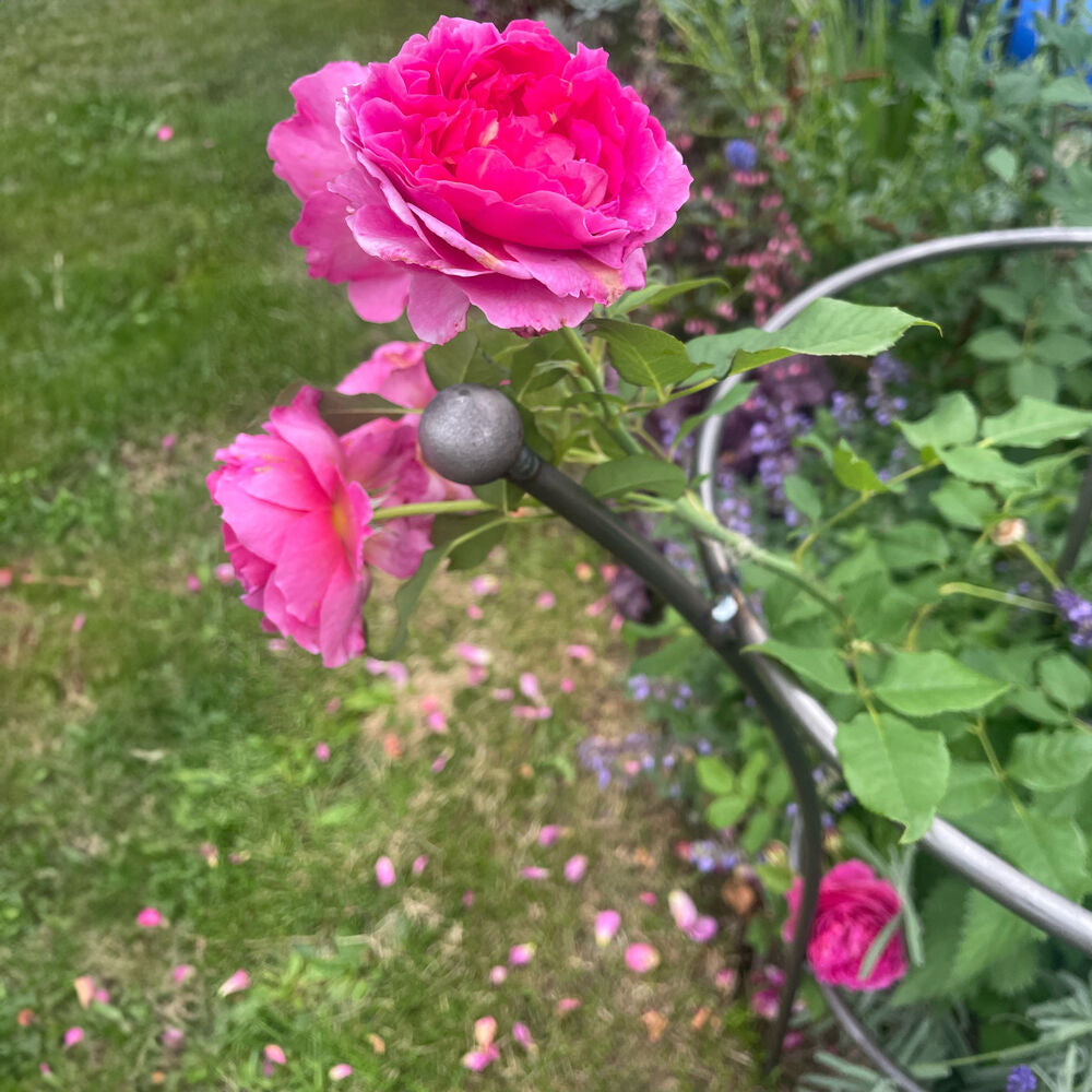 PoppyForge Chelsea Peony