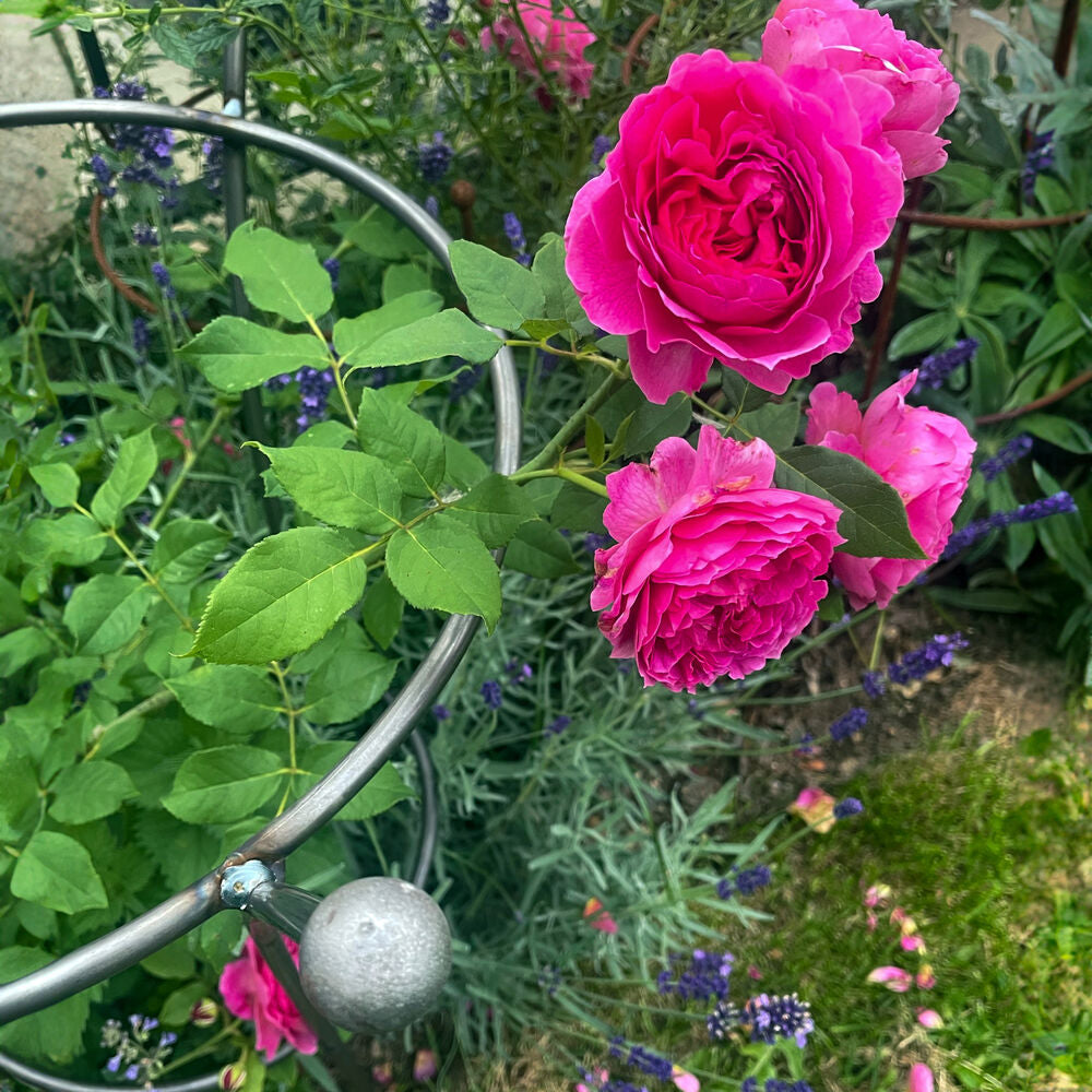 PoppyForge Chelsea Peony