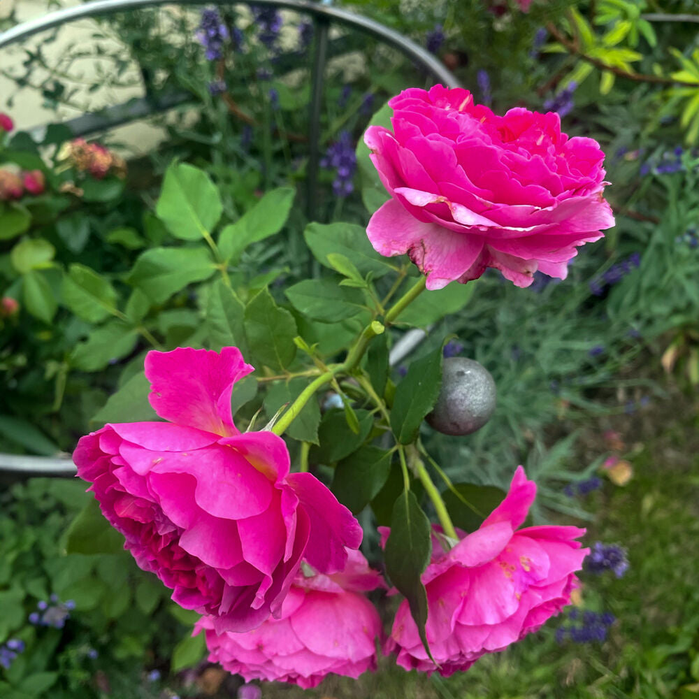 PoppyForge Chelsea Peony