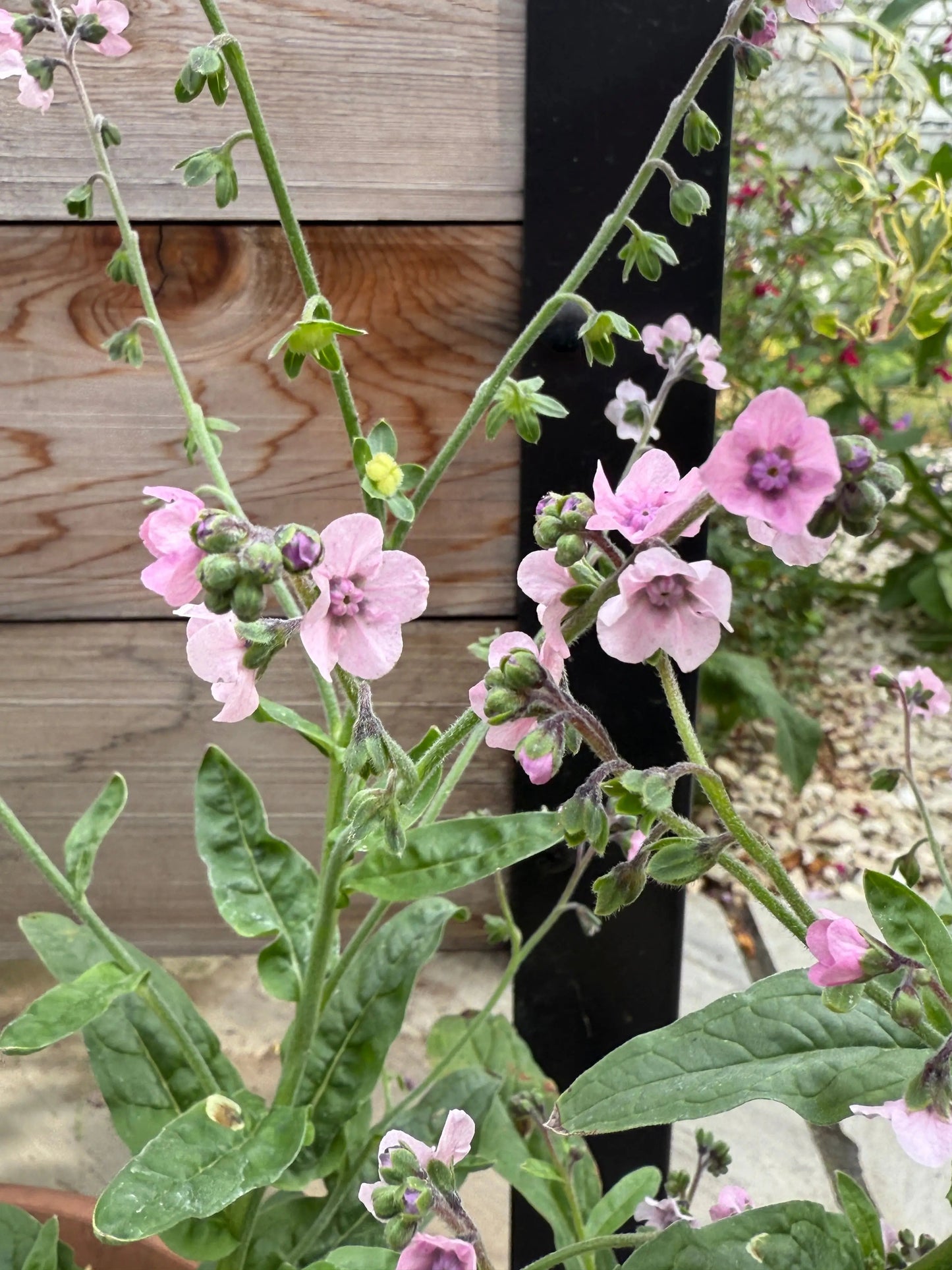 Cynoglossum Mystery Rose