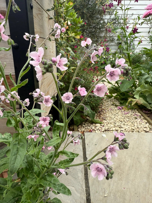 Cynoglossum Mystery Rose