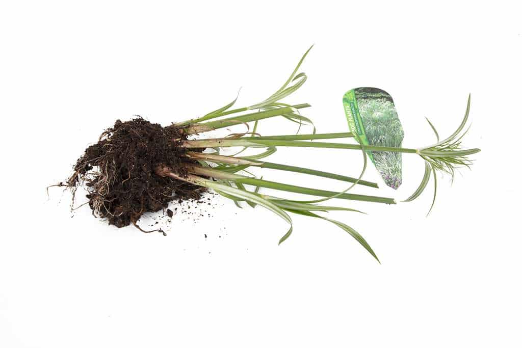 Cyperus Percamenthus 'King Tut' - Marginal Pond Plants - MBP031