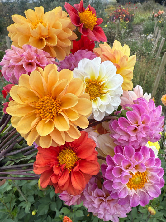 Dahlia Pompone Double Mixed