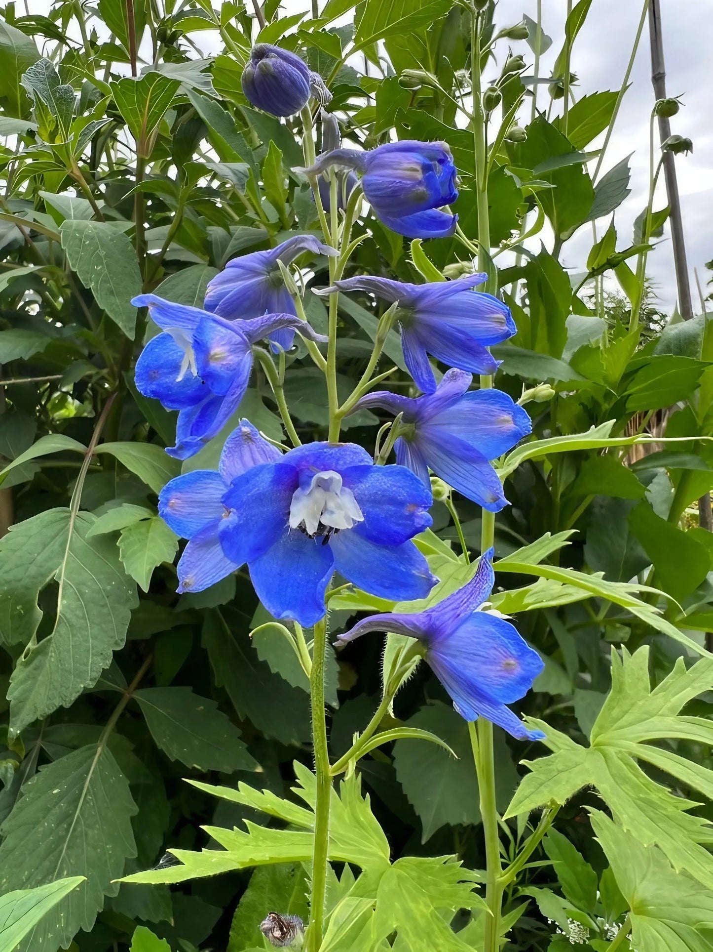 Delphinium Pacific Giant Summer Skies