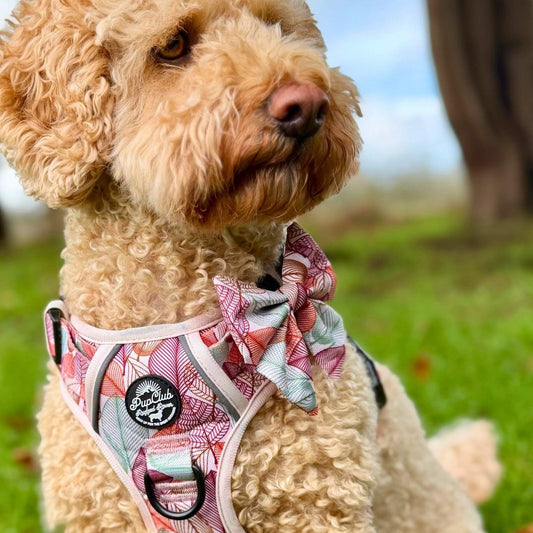 Dog Sailor Bow - Autumn Breeze