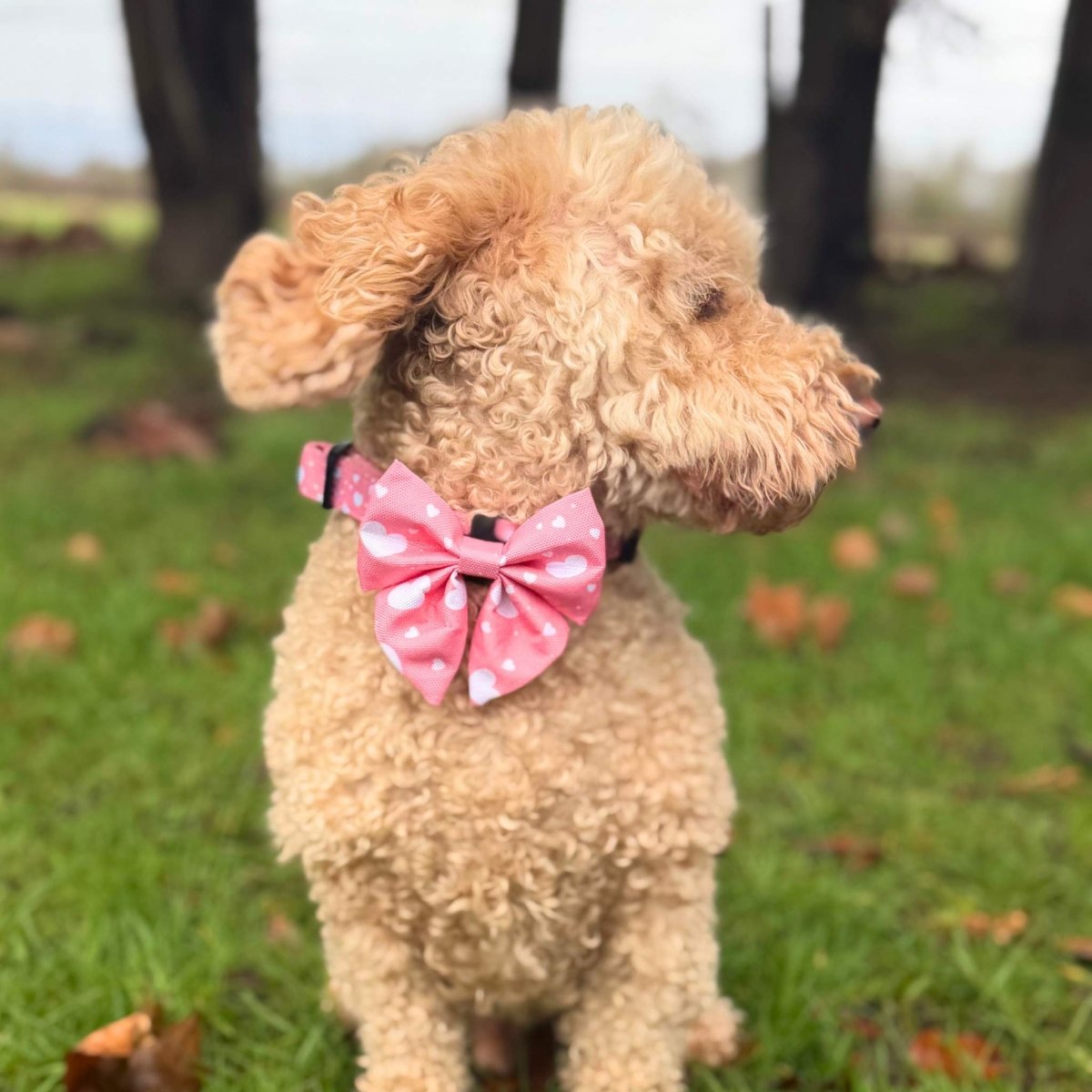 Dog Sailor Bow - Peachy Hearts