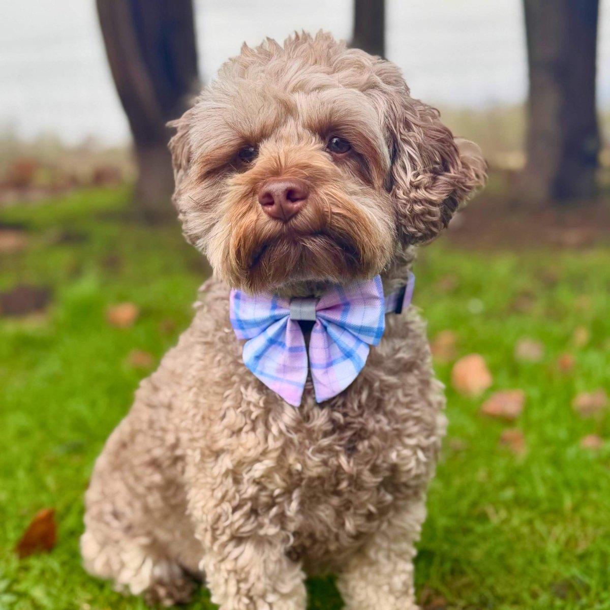 Dog Sailor Bow - Pink Tartan