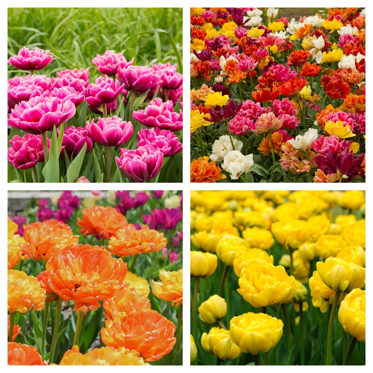 Tulip Double Early Mixed (4 Bulbs)