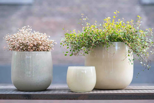 GLASS POT - BEIGE Colour by DutZ