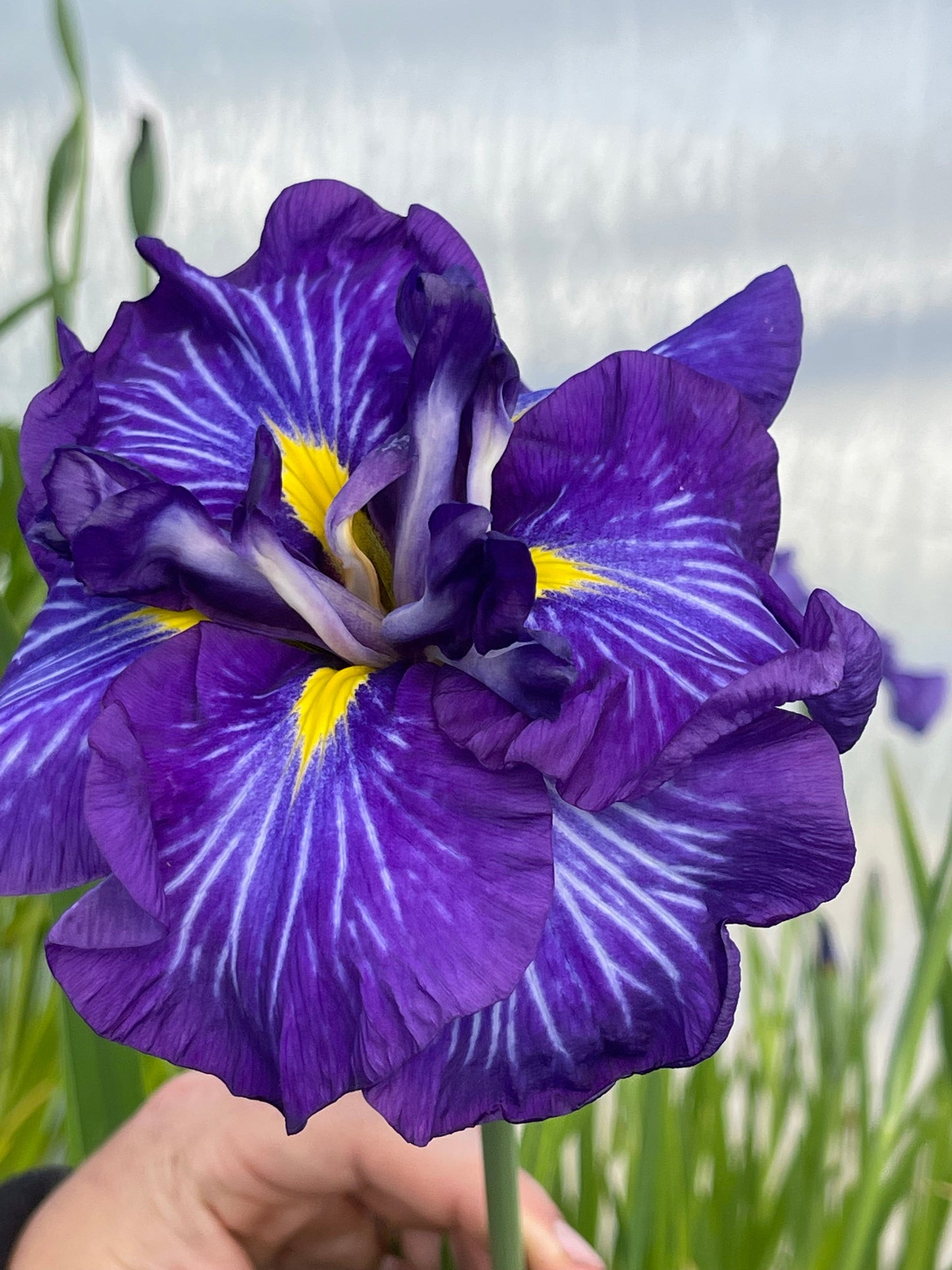 Iris ensata 'Electric Rays' - Marginal Pond Plants - BP056