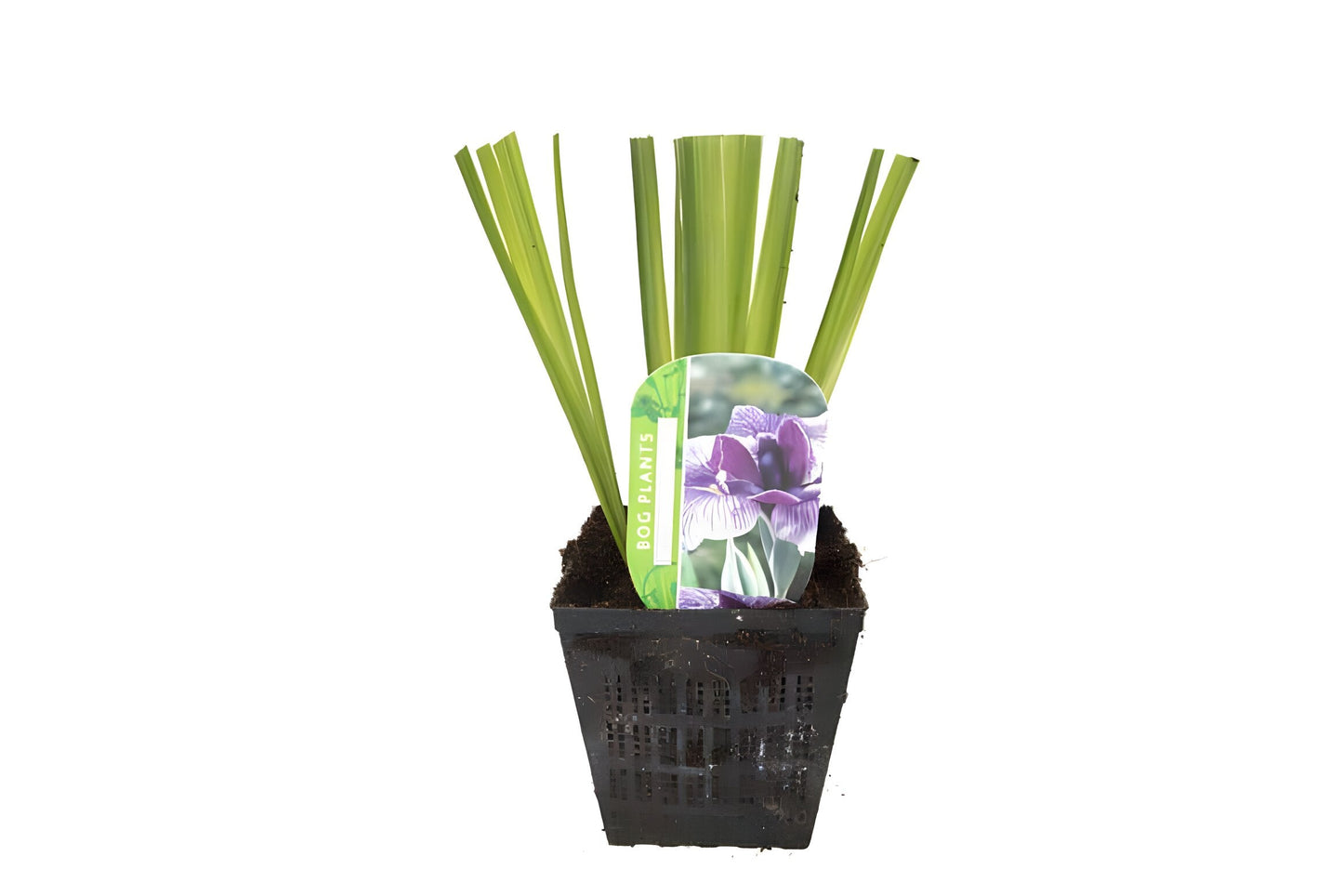 Iris ensata 'Activity'