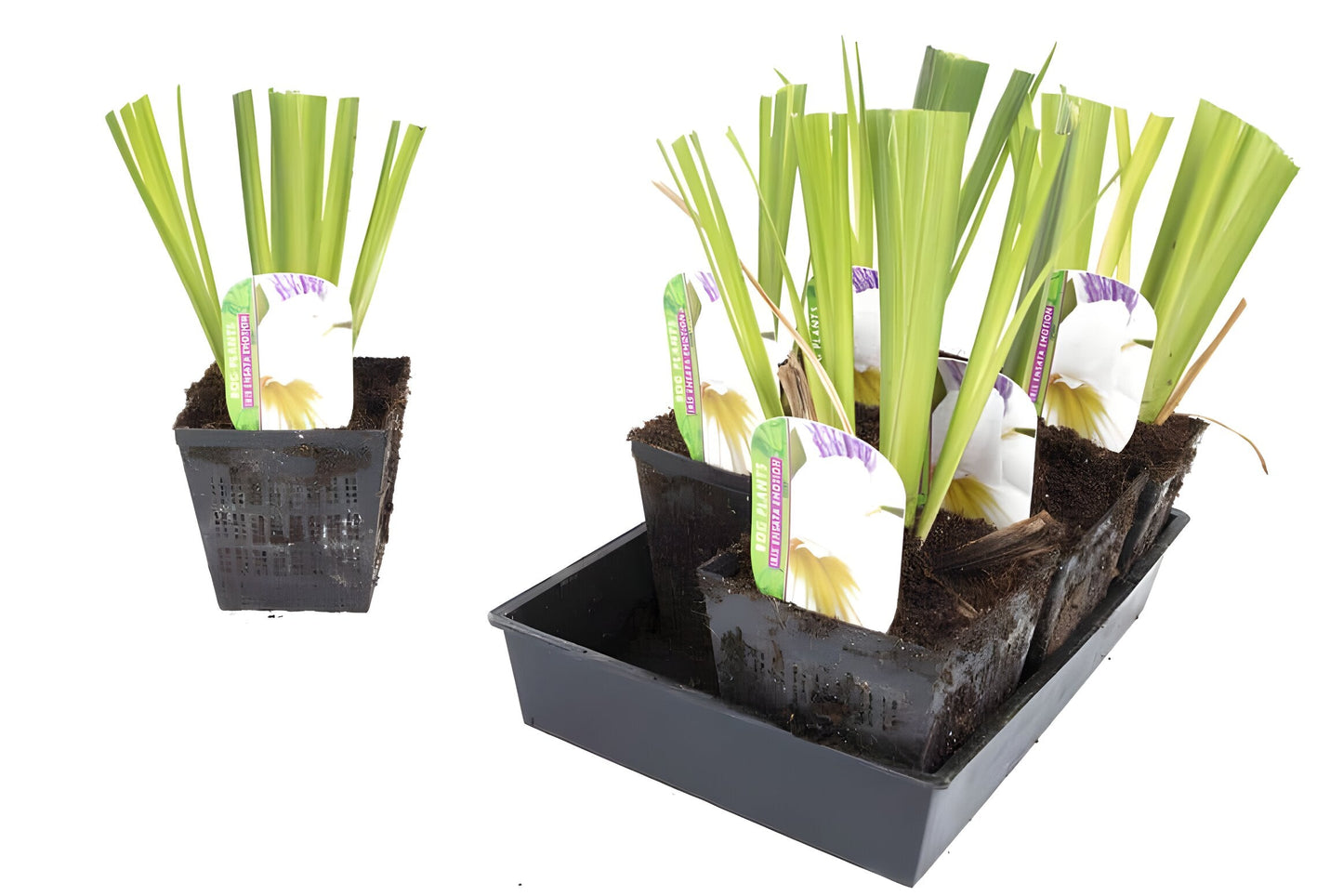 Iris ensata 'Emotion'