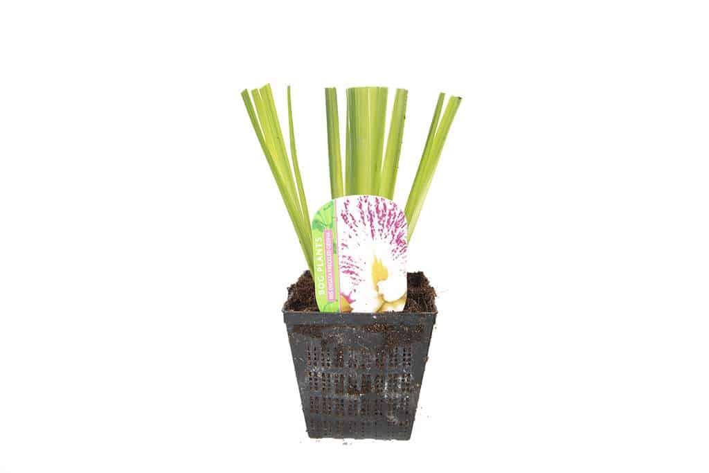 Iris Ensata "Freckled Geisha" - Marginal Pond Plants - BP058