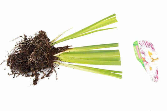 Iris Ensata "Freckled Geisha" - Marginal Pond Plants - BP058