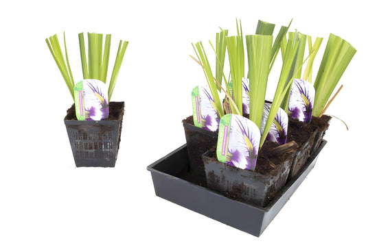 Iris ensata 'Greywoods Catrina'