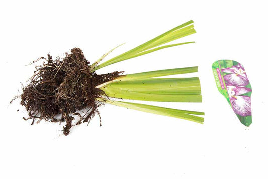 Iris ensata 'Laughing Lion' - Marginal Pond Plants - BP065