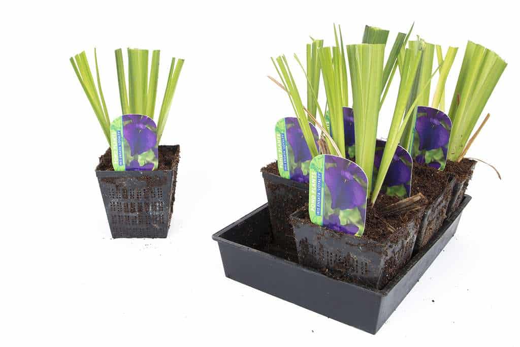 Iris ensata 'Loyalty' - Marginal Pond Plants - BP064