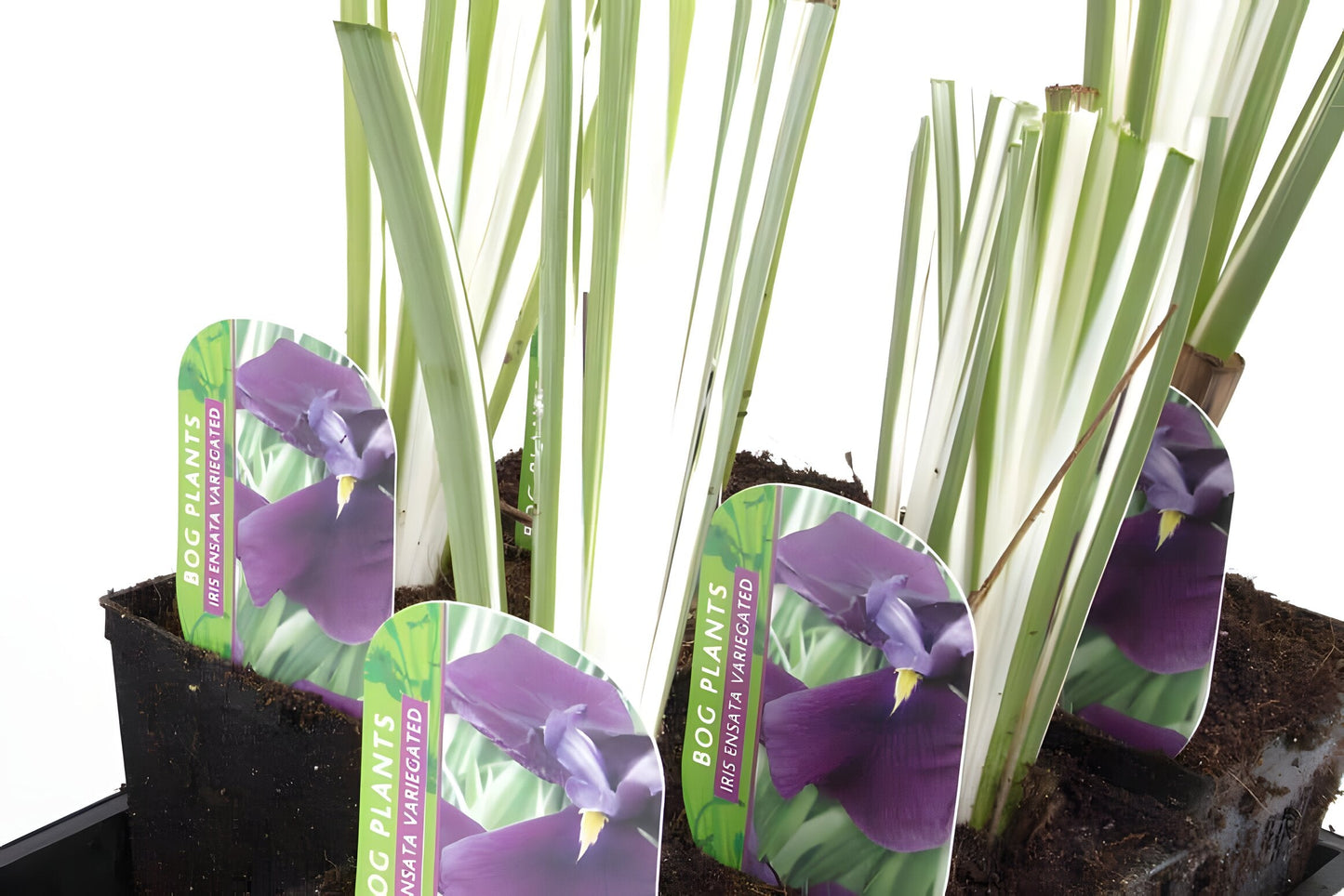 Iris ensata 'Variegata'