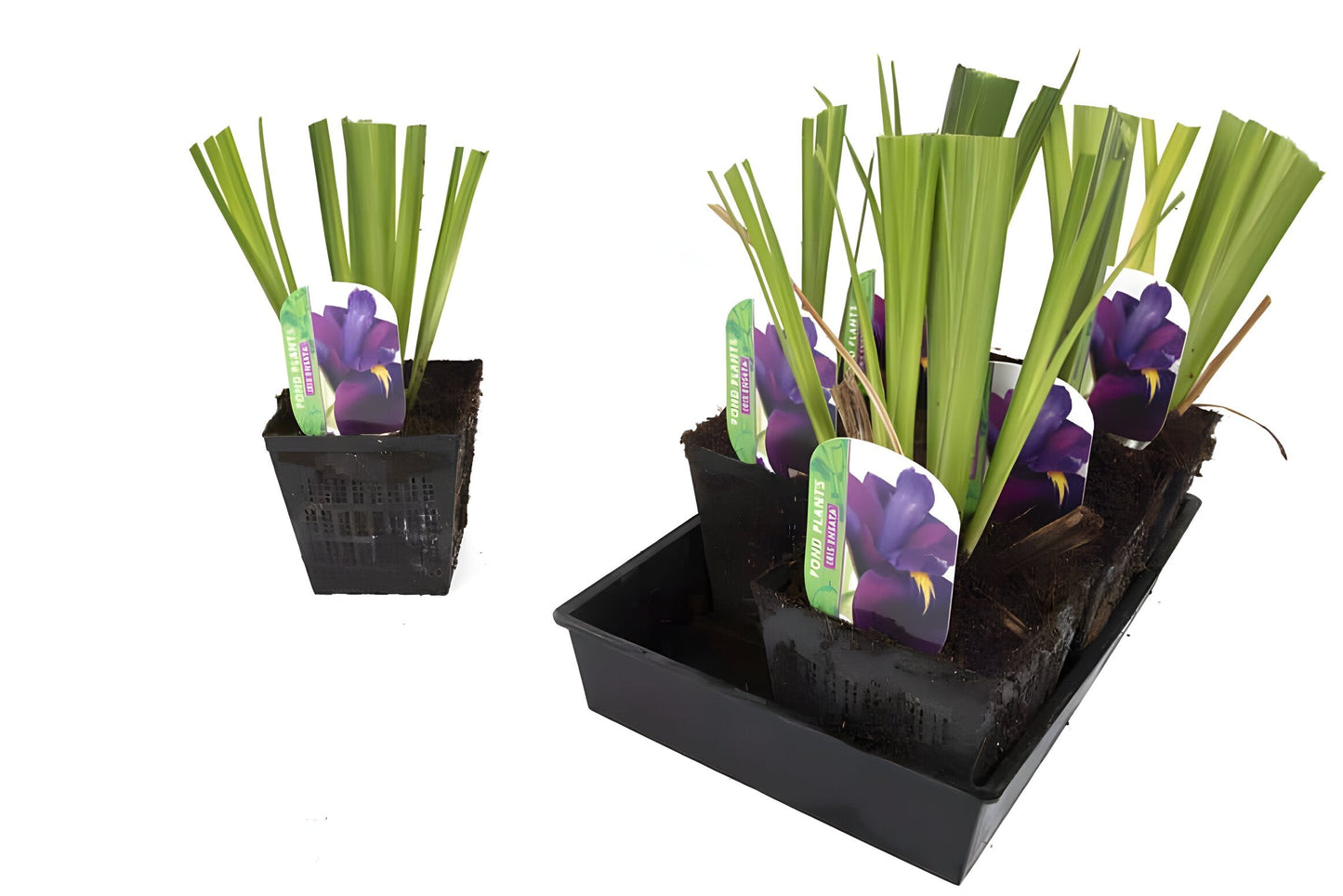 Iris ensata (Iris kaempferi)